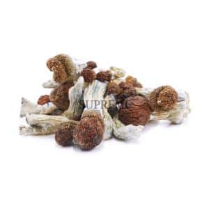 Mushrooms – Penis Envy #6