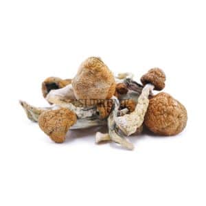Mushrooms – Blue Meanies