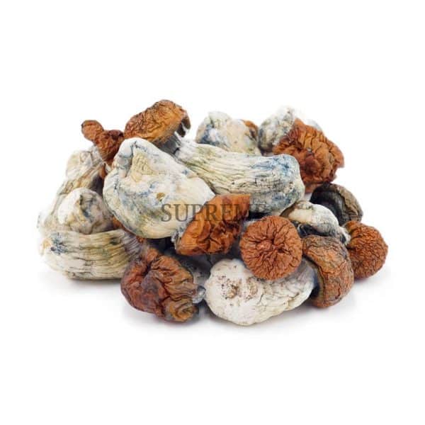 Buy Mushrooms – Blue Pulaski at Supreme Dispensary