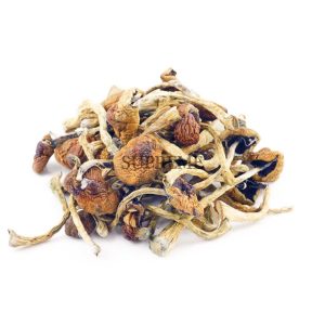 Buy Daddy Long Legs Mushrooms at Supreme Dispensary