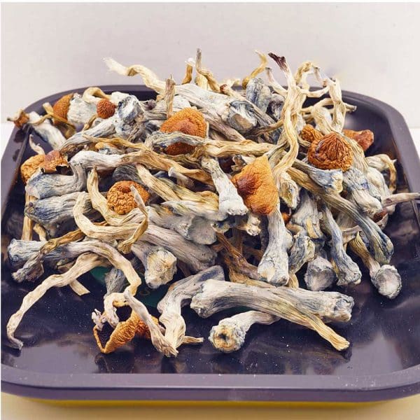 JEDIMINDFUCK 1 JEDIMINDFUCK 1