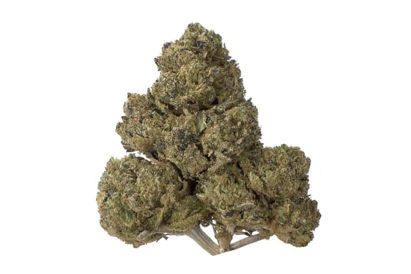 All in all, this weed is suitable for all tastes, experience levels, and preferences. Beginners will enjoy it at lower doses, while veteran tokers won't get enough of its relaxing properties and almost immediate effects.