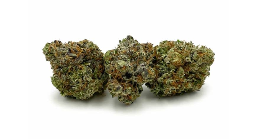 These 5 jaw-dropping effects of Greasy Pink will make you melt, almost literally. Here’s how the strain tastes & smells, effects & terpenes.