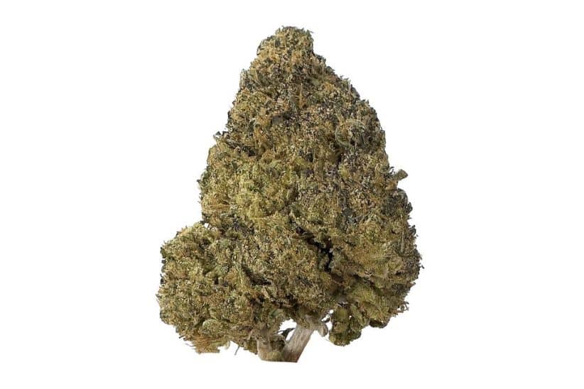 Greasy Pink is a strain known for its powerful effects, exquisite flavour, aroma profile, and abundant terpene content.