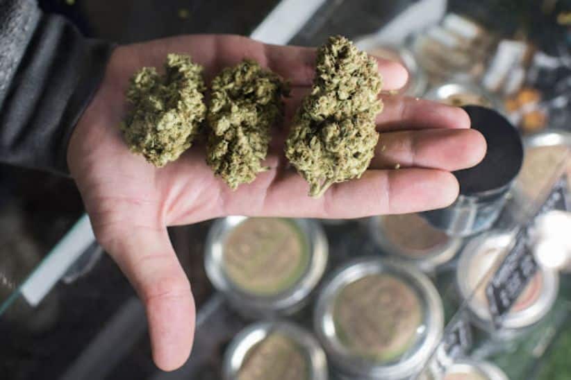 Buy bud online from our cannabis store to find the best strain, product, or deal that suits your needs. 