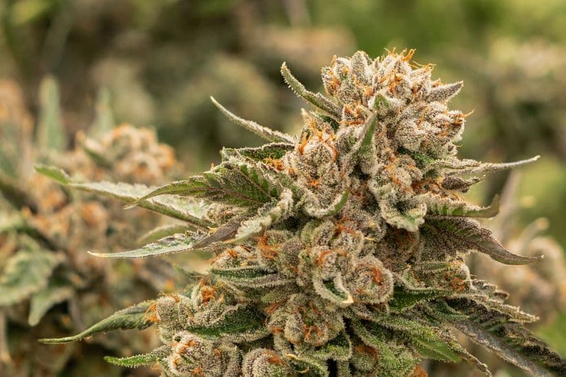 Indica bud may enhance a sense of calmness in the body, helping manage the severity of pain.
