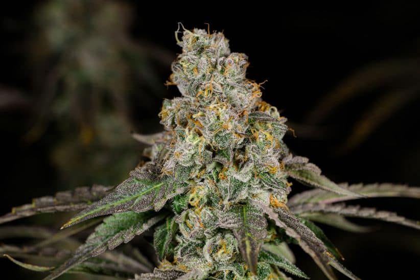 Dos Si Dos comes from Cookies and the OG Dos Si Dos weed. As we've already highlighted above, the OG was created by Archive Seed Bank in Oregon, around 2016. 