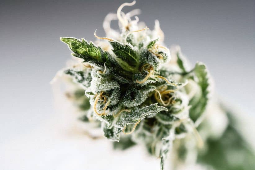 Like most famous hybrid strains out there, Original Gorilla Glue was just a happy accident. Gorilla glue strain indica or sativa traits can be traced to its lineage. 