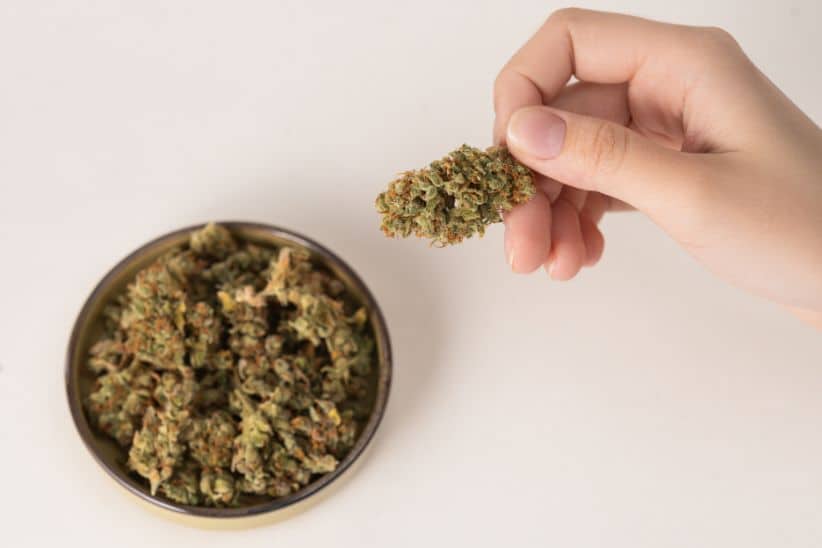This hybrid is graced with limonene, a citrusy-based terpene that helps give strains an astringent edge. 