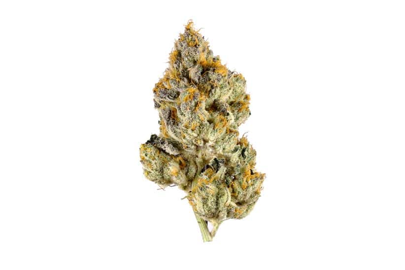 Island Pink Kush is an indica-dominant hybrid created by crossing the delicious Pink Kush with another unknown indica-leaning strain. 