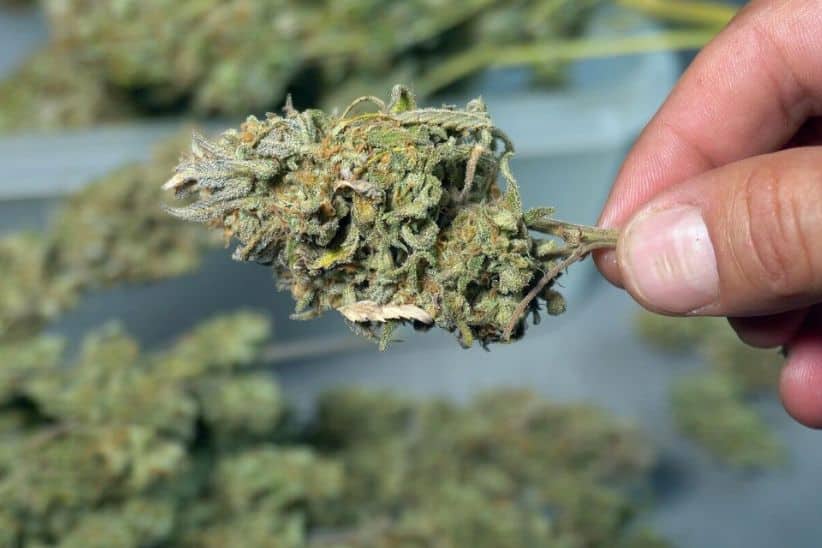 Apart from the above high THC indica strains in Canada, we have a lot more on our shelves (the list is endless.)