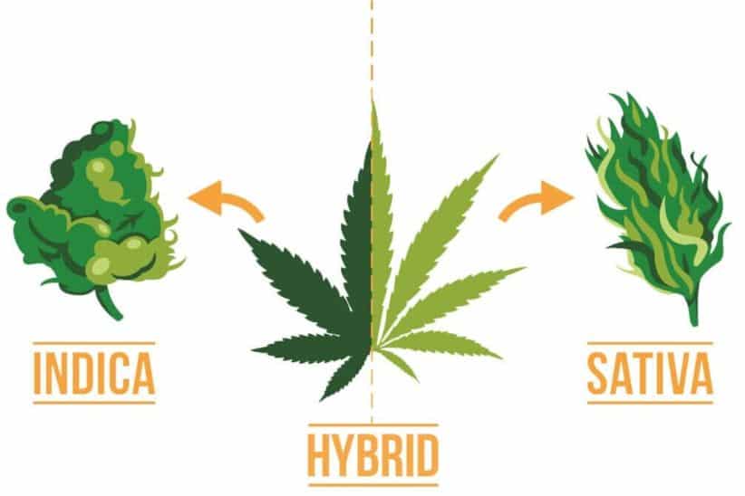 When you buy weed online in Canada, you will come across three typical categories of cannabis: indica, sativa, and hybrid.