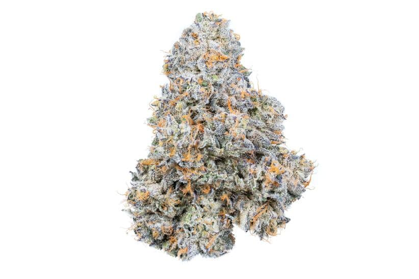 The Permanent Marker weed strain boasts a rich terpene profile that enhances its unique scent, flavour, and overall experience.