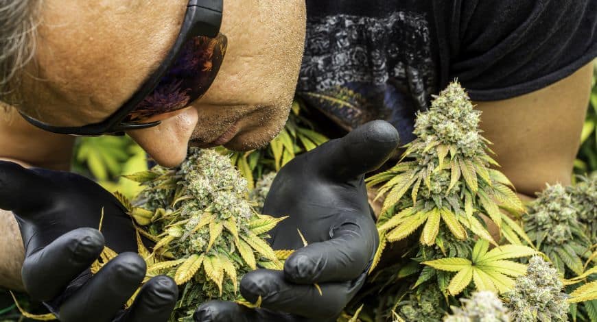Typically, there are three categories of weed in an online weed dispensary: sativas, indicas, and hybrids. 