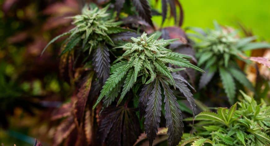 When you break the buds, the aroma intensifies, and you will also notice cream vanilla undertones wrapped in sourness and earthiness.