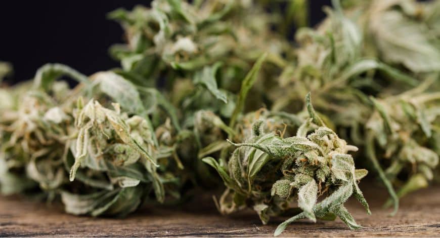 At our cannabis store, you can also find the most potent version of Jealousy, with THC levels reaching up to 30%. 