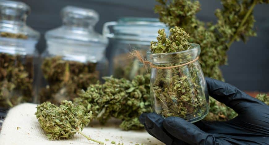 After all, it really matters where you buy pot in Vancouver BC, especially if you’re looking for high-quality, potent bud. 