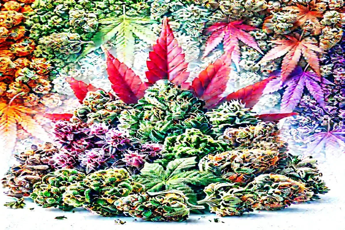 Top 10 Sativa Pot Strains in Canada Right Now