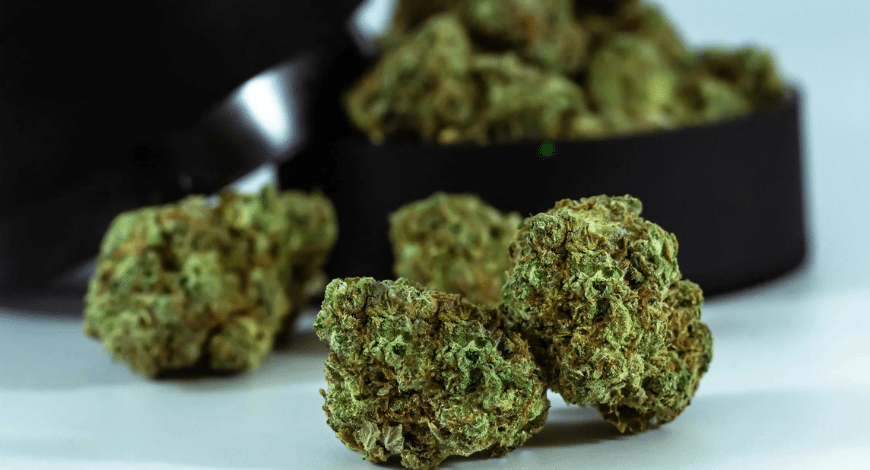 Premium BC bud on display, highlighting quality and uniqueness for those looking to buy bud online in Canada