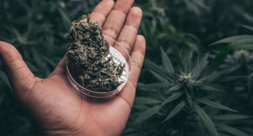 It’s easier to find discounted bud when you buy weed online in Canada. An online dispensary in Canada is where it's all at. SupremeDispensary understands this all too well.