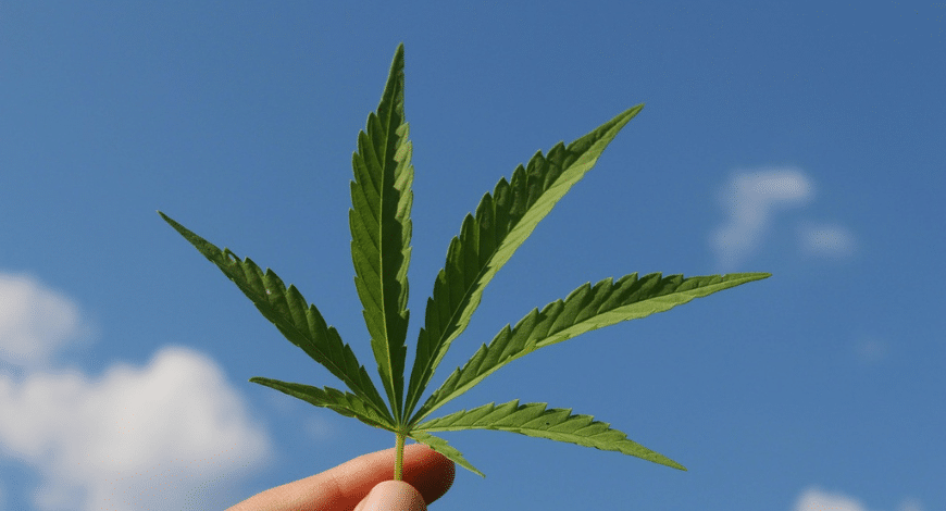 Cannabis chemical profile chart highlighting cannabinoid content available at a Canadian online dispensary