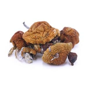 Buy Mushrooms - GC Thrasher at Supreme Dispensary