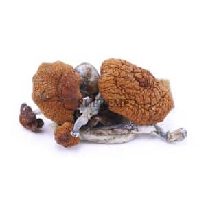 Buy Shrooms - Jedi Mind Fuck Mushrooms at Supreme Dispensary