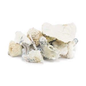 Buy Mushrooms – Albino Teacher Mushrooms at Supreme Dispensary