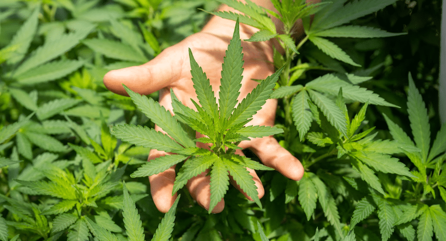 Enhancing your cannabis experience with affordable, high-quality cheap weed online