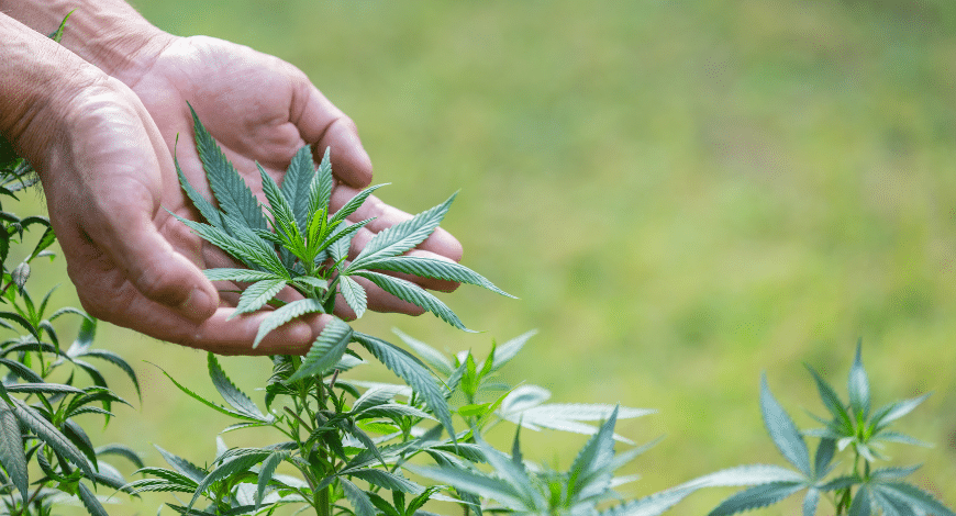 Treating Arthritis With Cannabis