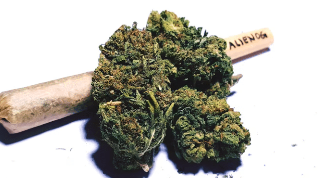 How to Quickly Find the Top Cannabis Online Shops in Canada