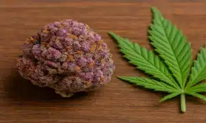 Key Features of Pink Gas Mask Buds