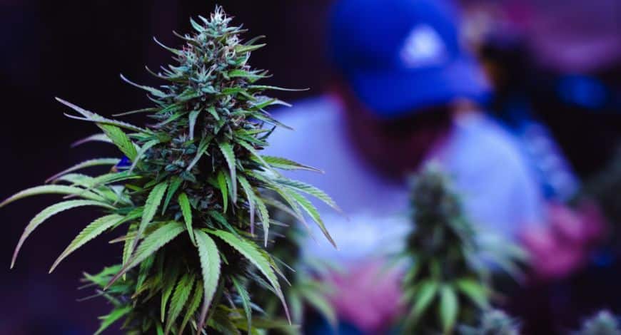 Order online weed in Canada easily