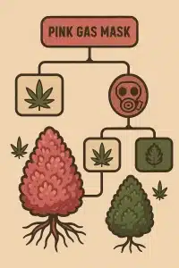 The Origins of the Pink Gas Mask Strain