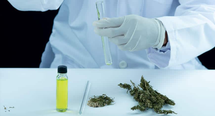 Tom Ford Weed Strain Info