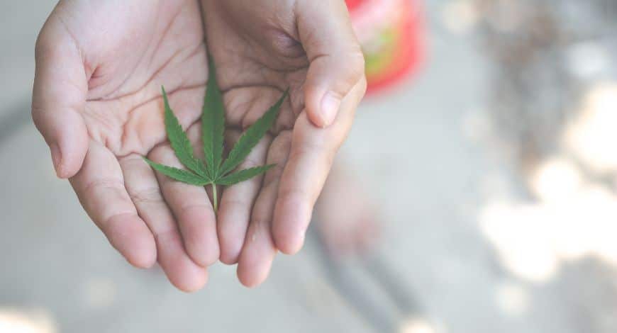 cannabis