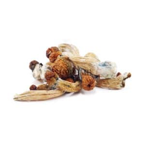 Buy Mushrooms – Golden Teacher Mushrooms at Supreme Dispensary