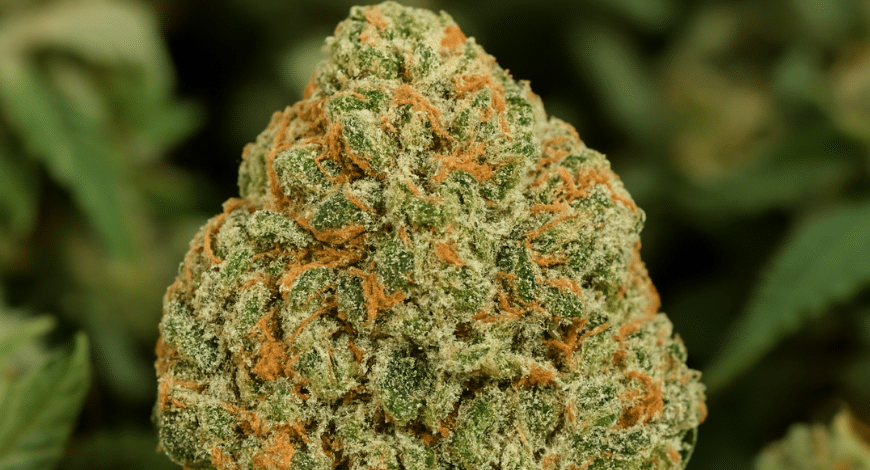 Macro shot of the Do Si Dos strain showing frosty green buds with orange hairs, highlighting its rich aroma, flavor, and visual appeal