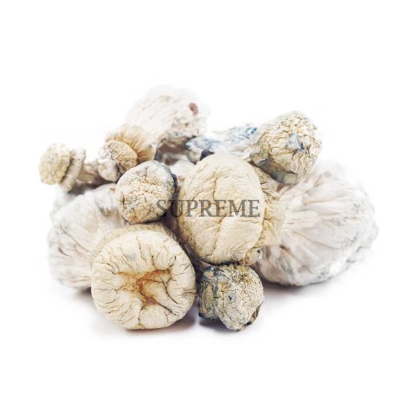 Buy Mushrooms – Leucistic SV 13 at Supreme Dispensary Buy Mushrooms – Leucistic SV 13 at Supreme Dispensary