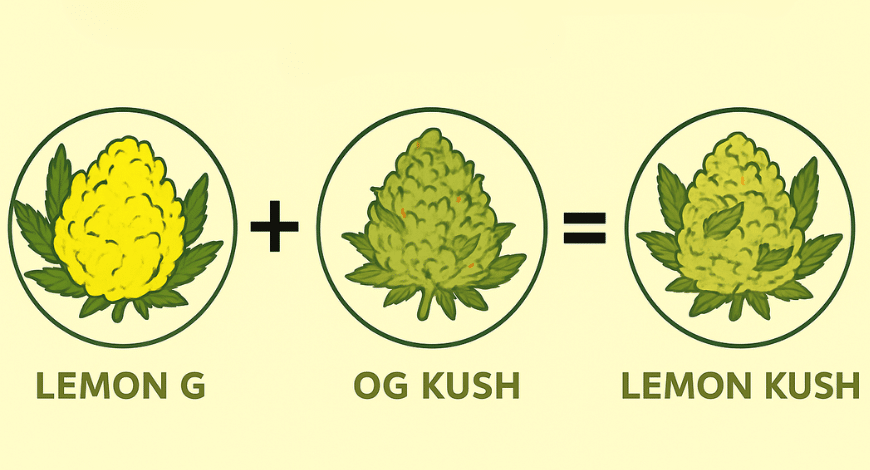 Illustration showing Lemon G and OG Kush combining to create the Lemon Kush strain, representing its genetics