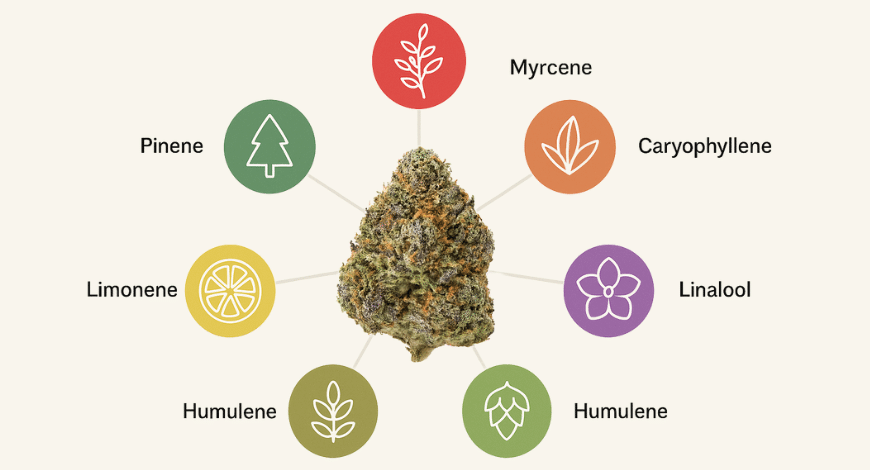 Cannabis bud surrounded by icons for terpenes like Myrcene, Limonene, Pinene, Caryophyllene, Linalool, and Humulene