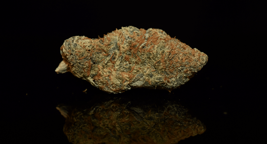 A dark dense cannabis bud with orange hairs on a black reflective surface, representing the Gas Mask strain