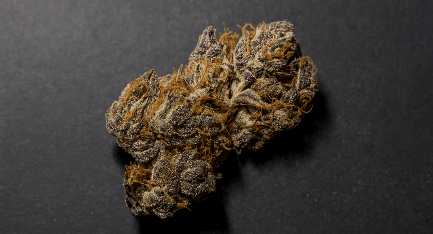 Close-up of a Mimosa cannabis bud with vibrant purple tones and orange hairs, representing the Mimosa strain