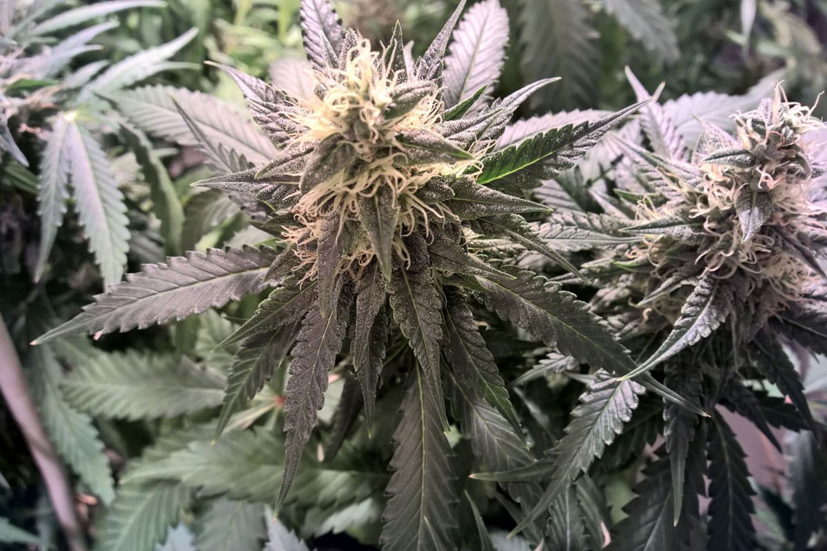 blueberry cheesecake
