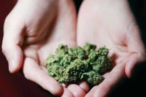cannabis