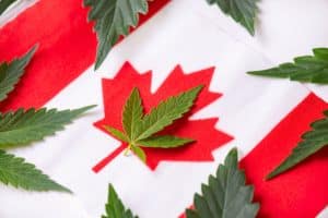 best strains to smoke on canada day