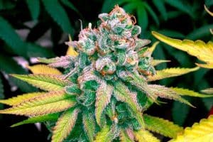 cannabis flower