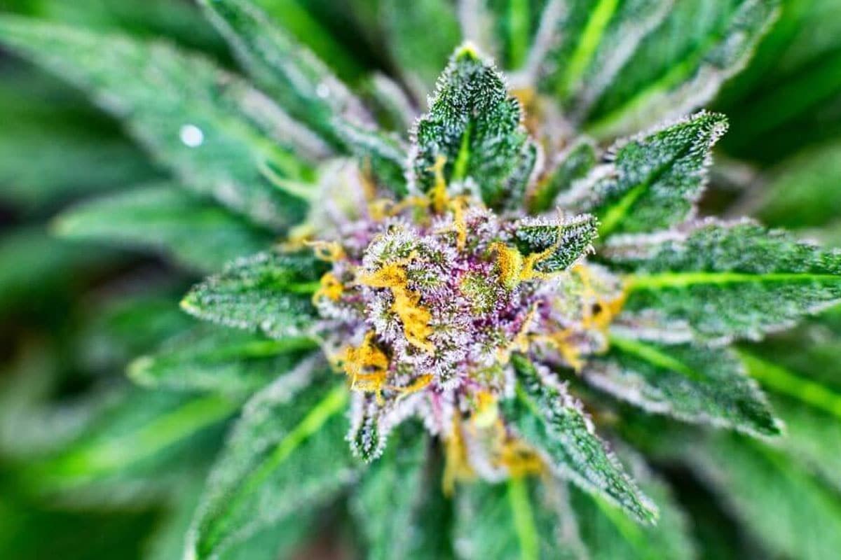 cannabis flower