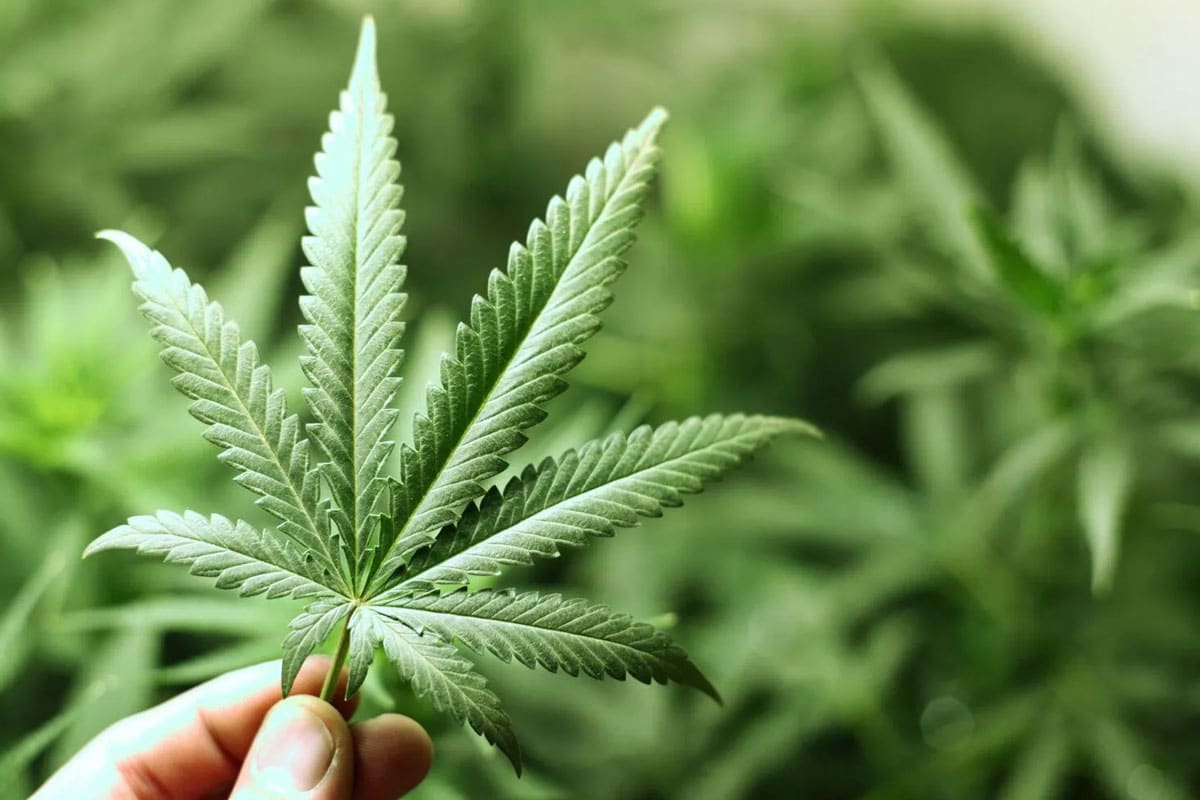 cannabis leaf banner