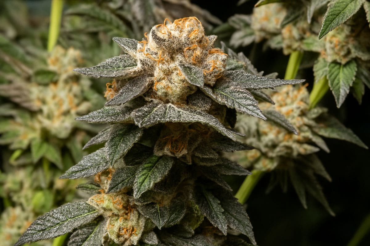 cookie monster flower